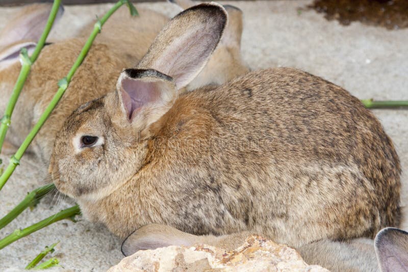 Brun hare arkivbilder Brun hare arkivbilder