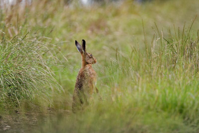 Brun hare i gräsvarning på bakre ben som är våta från badning i pöl (Lepuseuropaeusen) arkivbilder Brun hare i gräsvarning på bakre ben som är våta från badning i pöl (Lepuseuropaeusen) arkivbilder