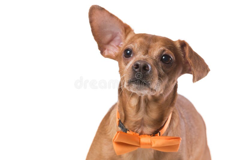 Brun hund med det gula bandet, mode och stil, på vit bakgrund arkivfoton Brun hund med det gula bandet, mode och stil, på vit bakgrund arkivfoton