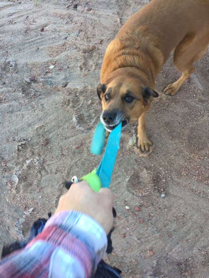 Brun hund som drar på koppeln royaltyfria foton Brun hund som drar på koppeln royaltyfria foton