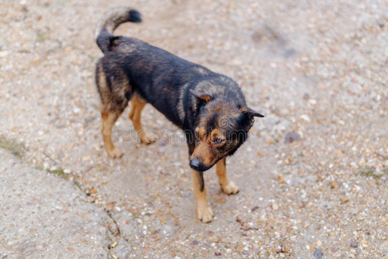 Brun hund som söker efter dess ägare royaltyfri fotografi Brun hund som söker efter dess ägare royaltyfri fotografi