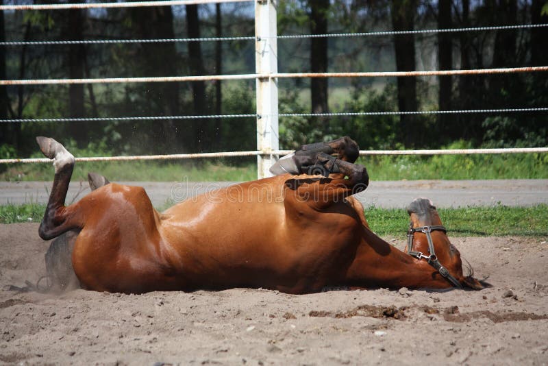 Brown horse playfully rolling on the ground. Brown horse playfully rolling on the ground