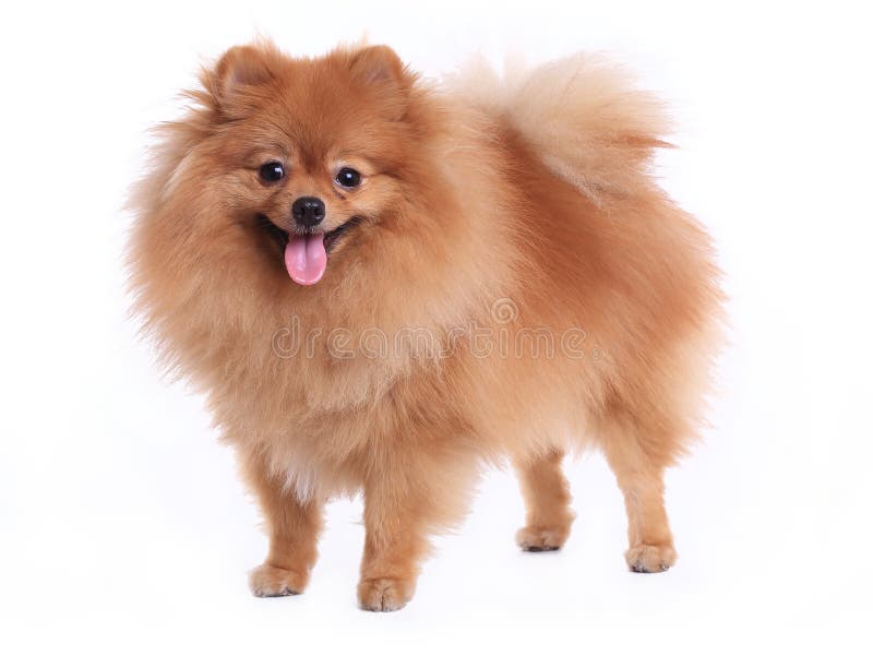 Brun Pomeranian Hund På Vit Bakgrund Fotografering för Bildbyråer