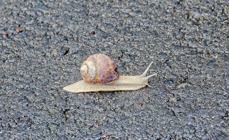 Brown snail, land snail, terrestrial pulmonate gastropod. Brown snail, land snail, terrestrial pulmonate gastropod