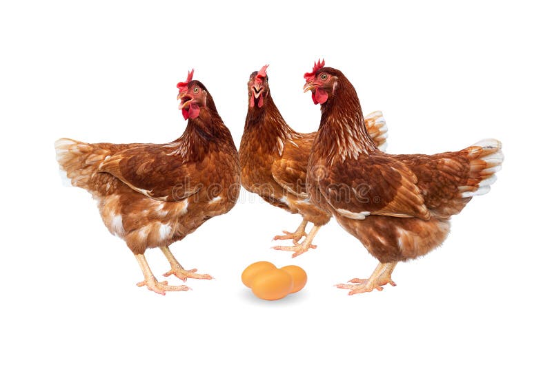 Bruna hönor med ägg som isoleras på vit bakgrund, hönor som isoleras på vit royaltyfri fotografi Bruna hönor med ägg som isoleras på vit bakgrund, hönor som isoleras på vit royaltyfri fotografi