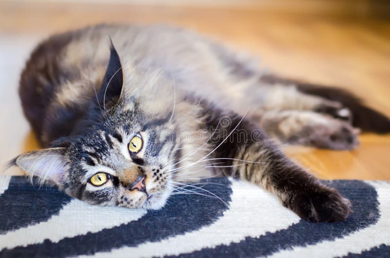 Bruna ledsna Cat Tabby Maine Coon royaltyfri fotografi Bruna ledsna Cat Tabby Maine Coon royaltyfri fotografi