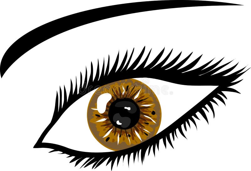 Illustration of a Brown Eye with lashes. Illustration of a Brown Eye with lashes