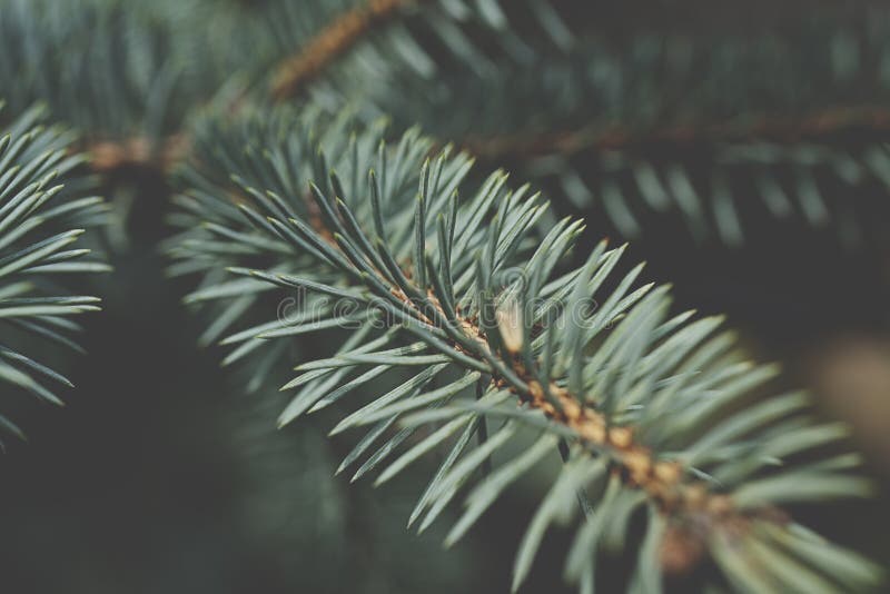 Brunat z Fir tree w pobliżu Płytki fokus Zbliża się brunch na drzewie jagodowym obrazy stock Brunat z Fir tree w pobliżu Płytki fokus Zbliża się brunch na drzewie jagodowym obrazy stock