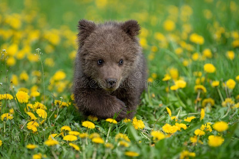 Brown bear cub playing on the summer field. Ursus arctos in grass with yellow flowers