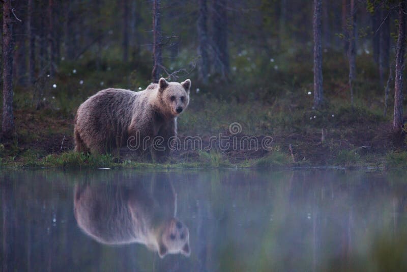 Brunbjörn i finlandssvensk skog med reflexion från sjön royaltyfri fotografi Brunbjörn i finlandssvensk skog med reflexion från sjön royaltyfri fotografi