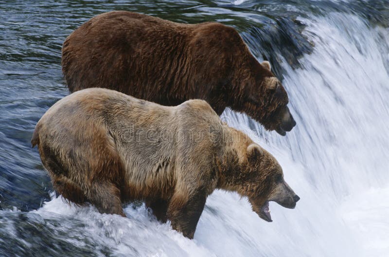 Brunbjörnar för USA Alaska Katmai nationalpark som två står i floden ovanför vattenfallet arkivbilder Brunbjörnar för USA Alaska Katmai nationalpark som två står i floden ovanför vattenfallet arkivbilder