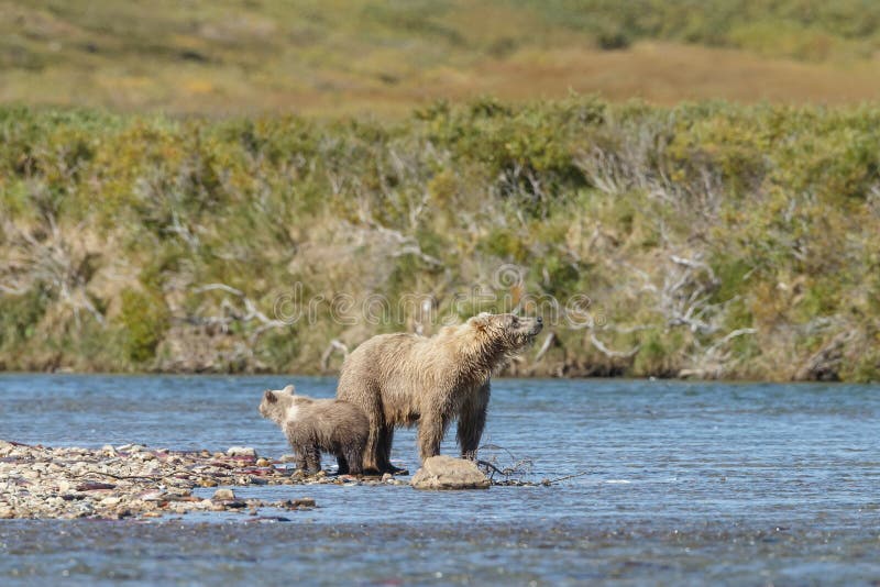 Brunbjörngröngöling på Alaska Katmai arkivbilder Brunbjörngröngöling på Alaska Katmai arkivbilder