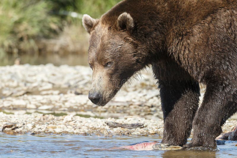 Brunbjörngröngöling på Alaska Katmai royaltyfria bilder Brunbjörngröngöling på Alaska Katmai royaltyfria bilder