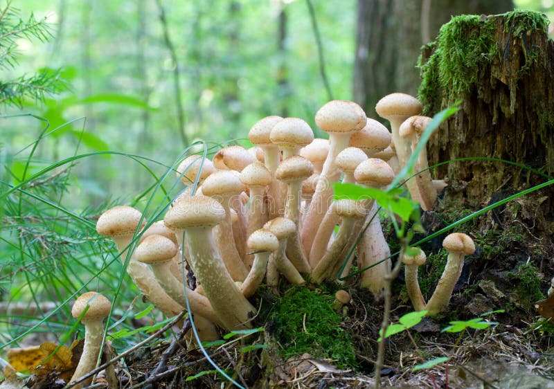 Brunch of agaric honey fungus