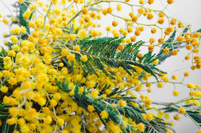 Brunch of beautiful yellow mimosa. Wall Spring Background, Rustic flowers. still life, easter holiday