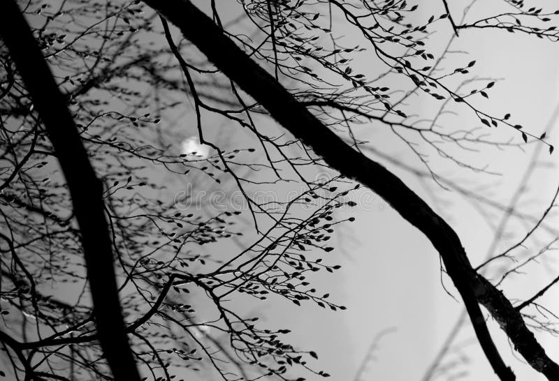 Brunchs d'arbre avec des bourgeons pendant la nuit images stock Brunchs d'arbre avec des bourgeons pendant la nuit images stock
