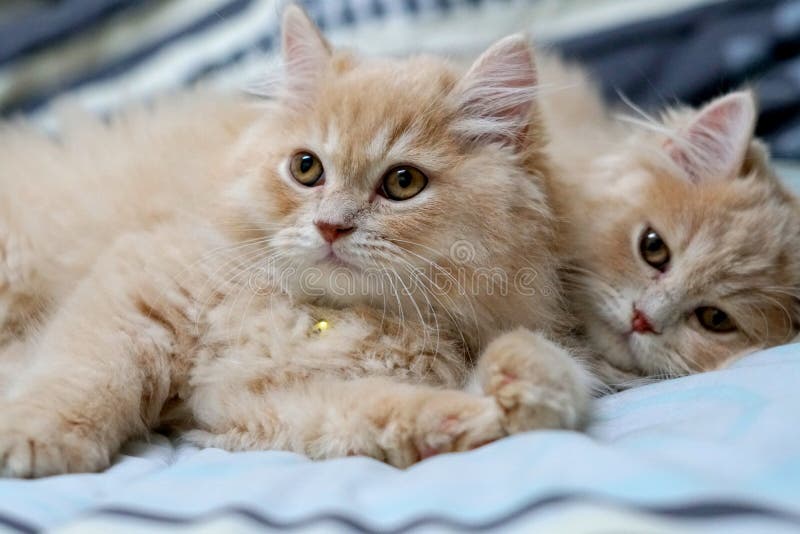 Brune mignonne de chats persans