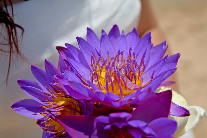 A brunette bride in a wedding dress holding a bouquet of purple lotuses. Wedding rings in lotus buds royalty free stock photos A brunette bride in a wedding dress holding a bouquet of purple lotuses. Wedding rings in lotus buds royalty free stock photos
