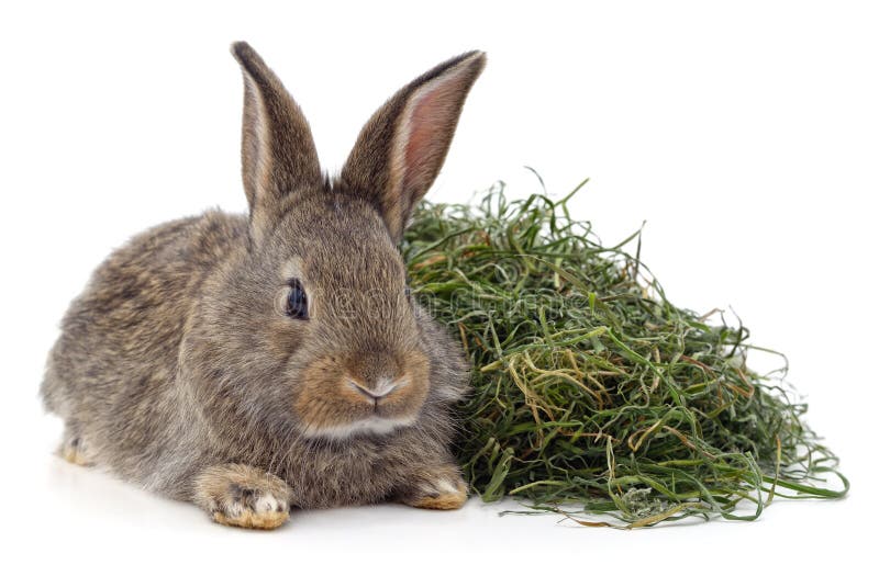Brown rabbit on hay isolated on a white background. Brown rabbit on hay isolated on a white background