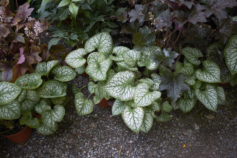 Brunnera macrophylla plants royalty free stock photography Brunnera macrophylla plants royalty free stock photography