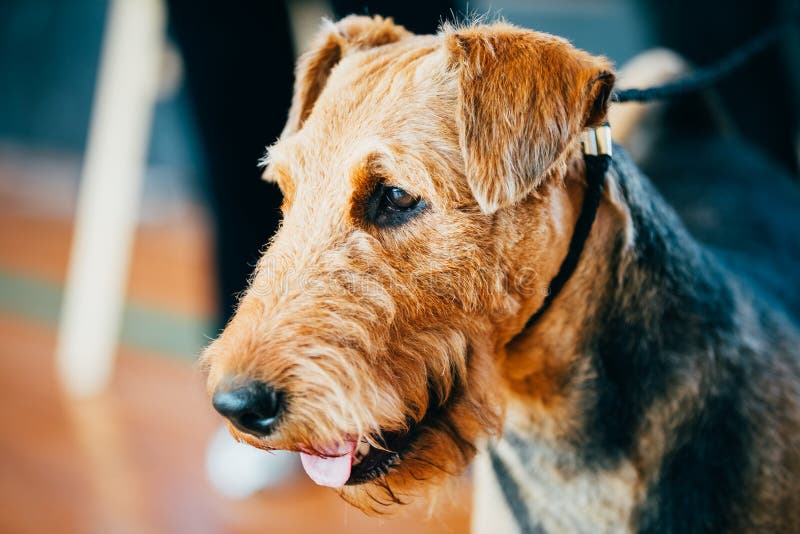 Brunt slut för airedaleterrierTerrier hund upp arkivbild Brunt slut för airedaleterrierTerrier hund upp arkivbild