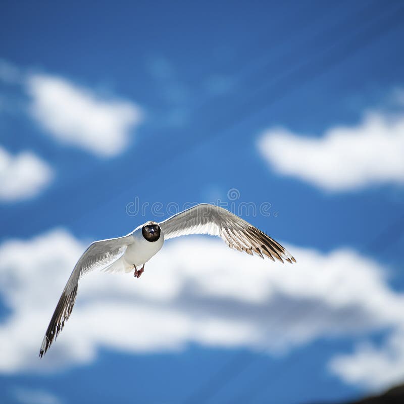 Brunögd gull som bor i pangong Lake tibet chinalarus brunnicephalus jerdon.