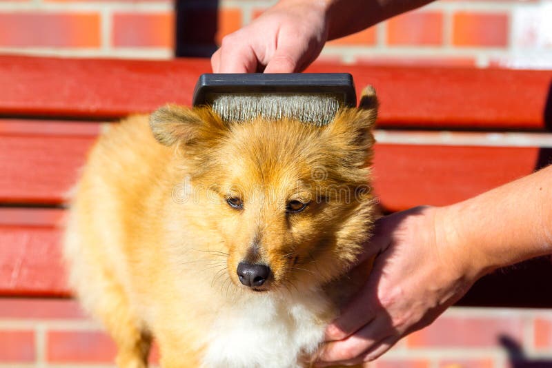 sheltie brush