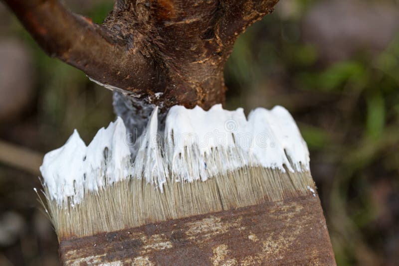 Brush and lime to apply mortar on wood