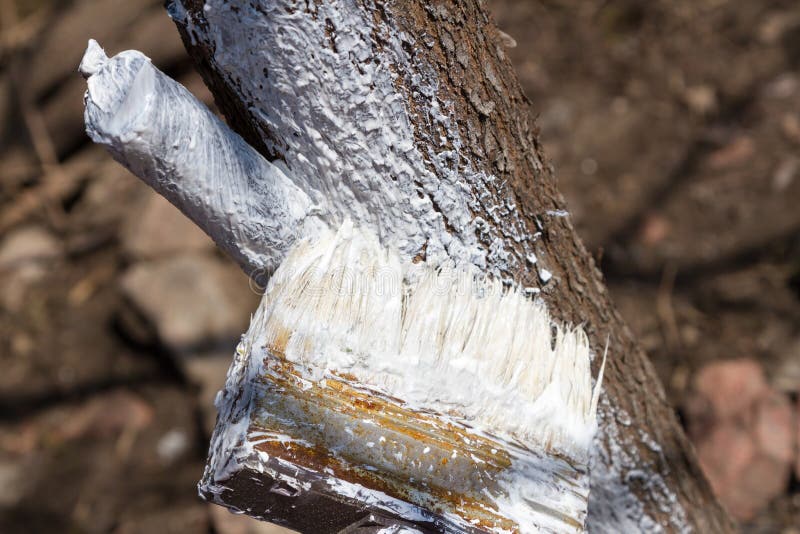 Brush with lime and tree trunk