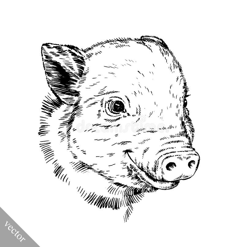 Brush Painting Ink Draw Pig Illustration Stock Vector Illustration of
