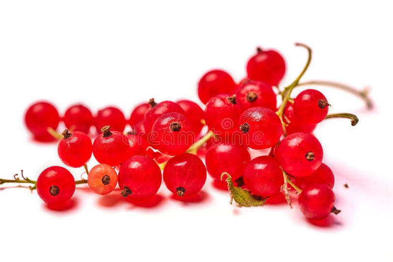1,954 Brush Berries Photos Free & RoyaltyFree Stock Photos from
