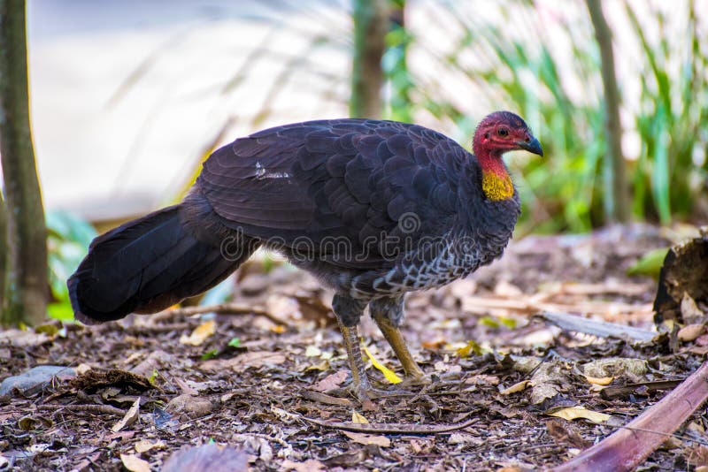 Brush turkeys stock photo. Image of animals, australian 68537130