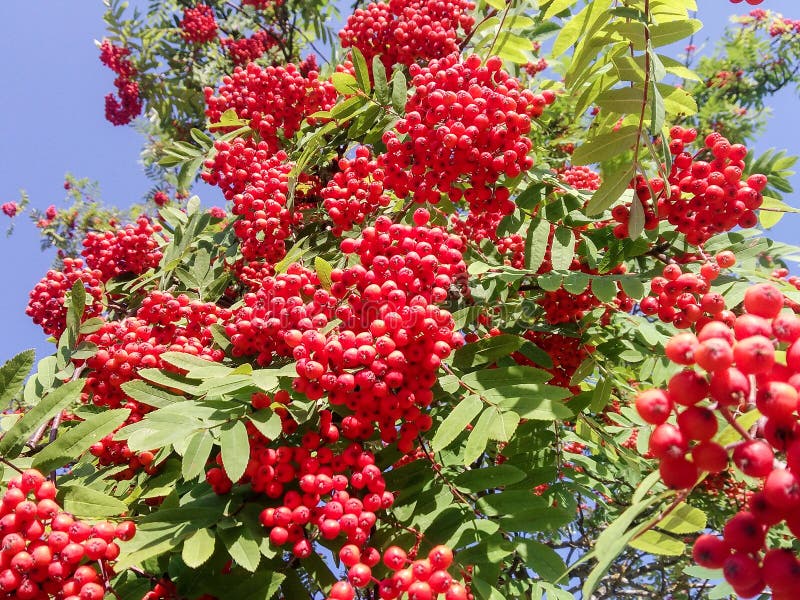 Brushes of Red Rowan Berries Stock Image - Image of beautiful, bloom ...