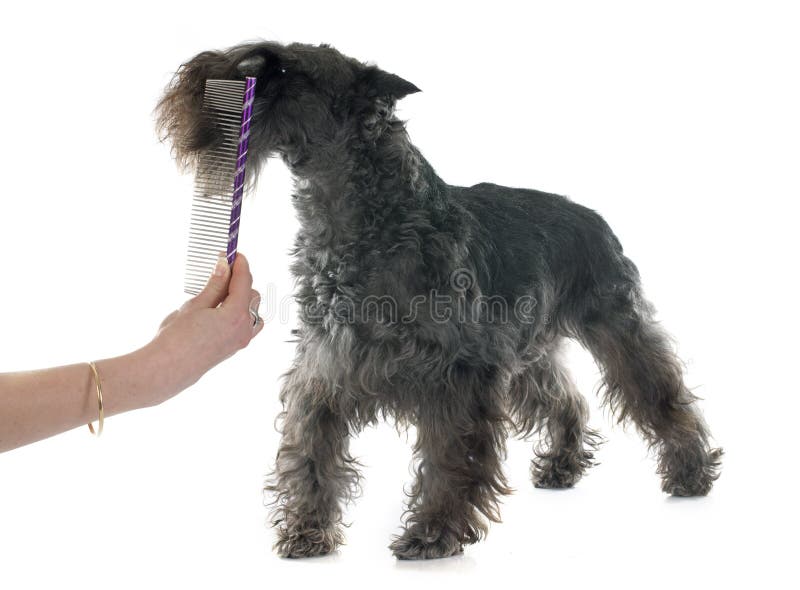 Brushing the Miniature Schnauzer Stock Photo Image of adult, isolated