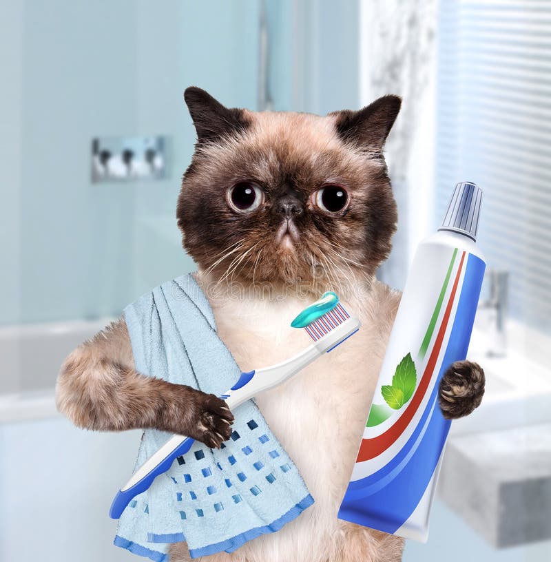 Brushing teeth cat in the bathroom. Cat spa stock images, royalty-free photos and pictures