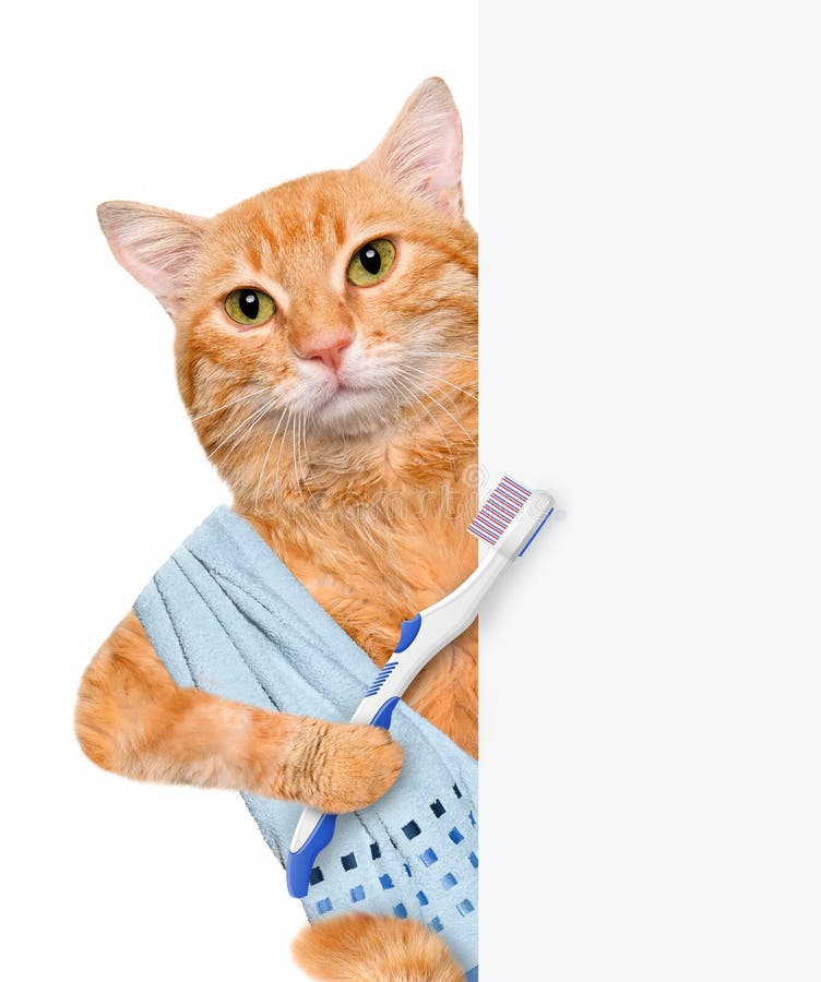 Brushing teeth cat. stock photo. Image of dentist, periodontists 54595584