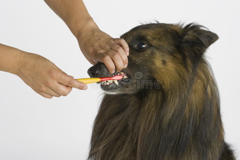 Do Groomers Brush Dogs Teeth