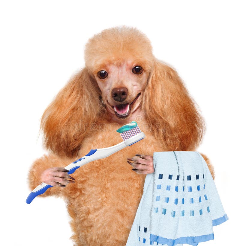 Brushing teeth dog stock image. Image of background, cavity 38393045