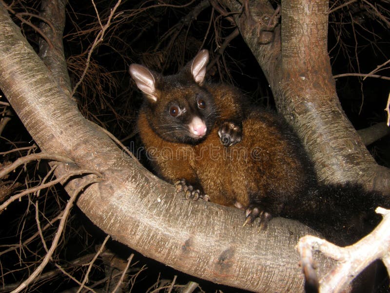 Brushtail Possum stock image. Image of tasmania, wildlife 36551387