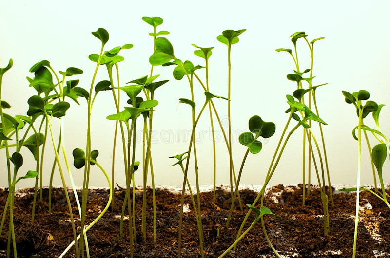 Brussel Sprout Seedlings stock image. Image of brussel - 41687275