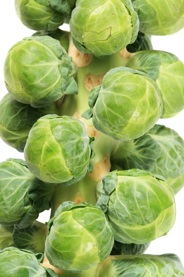 Brussel sprout stalk stock image. Image of tasty, vegetable 17223271