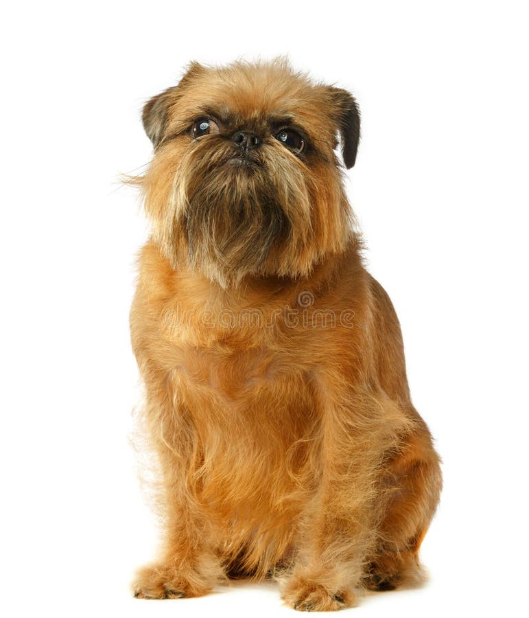 Brussels Griffon, Griffon, Dog, Yellow Dog Stock Image - Image of cute ...