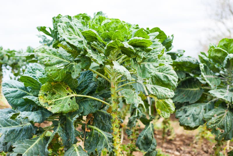 Brussels Sprouts Growing in a Field Stock Image Image of closeup