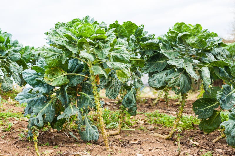 Brussels Sprouts Growing in a Field Stock Image Image of natural