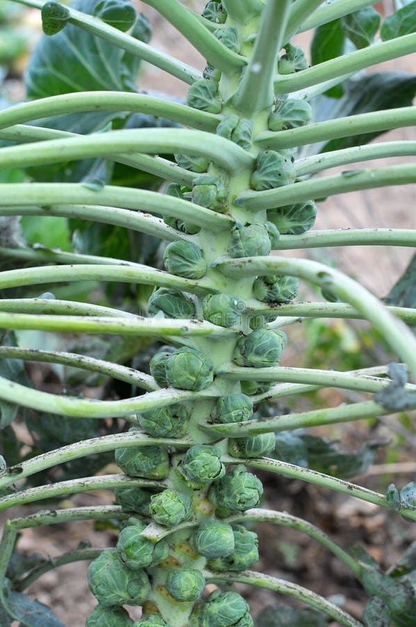 Brussels Sprouts are Grown in the Open Ground Stock Photo Image of