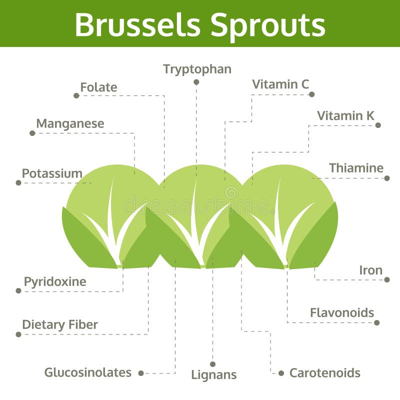 Sprouts Stock Illustrations 6 781 Sprouts Stock Illustrations