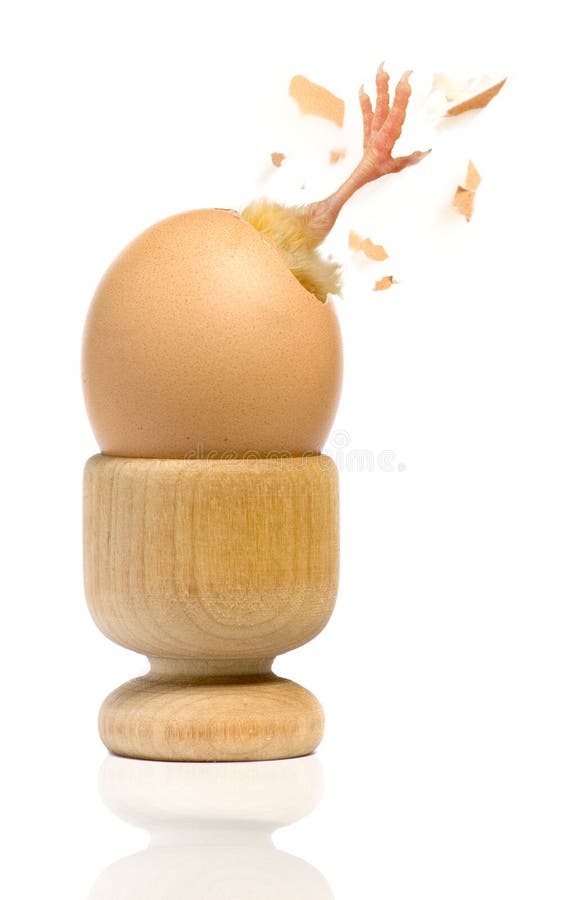 A metaphorical image with a view of a little chicken breaking free from the egg shell, isolated on a white background. A metaphorical image with a view of a little chicken breaking free from the egg shell, isolated on a white background.