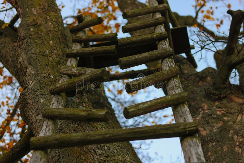 Bruten stege på träd i skog royaltyfri fotografi Bruten stege på träd i skog royaltyfri fotografi
