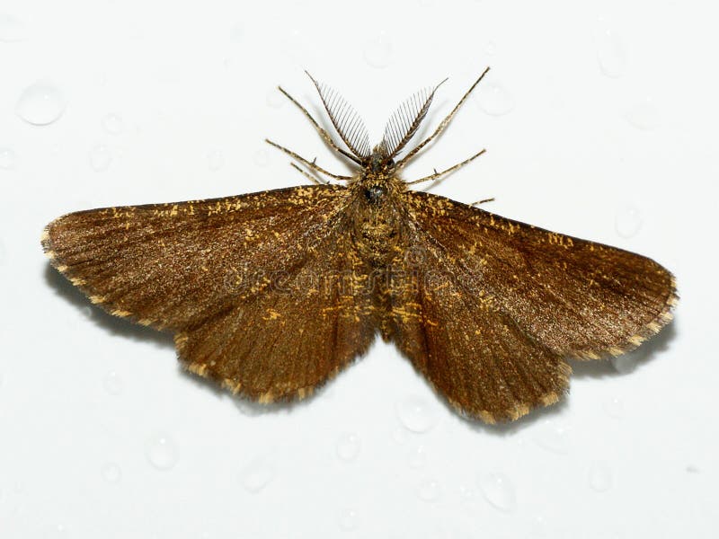 Bruyère commune, atomaria d'Ematurga, mite, Geometridae image stock Bruyère commune, atomaria d'Ematurga, mite, Geometridae image stock