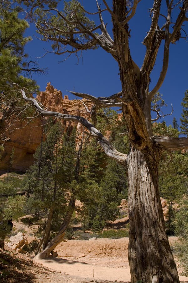 Bryce Canyon